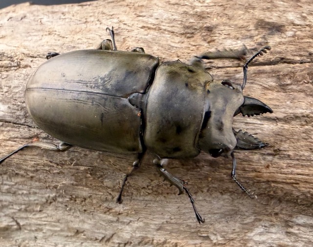 【WD】《モーレンカンプオウゴンオニ 41.5mm ペア》