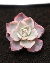 カット苗 アミスター錦 Echeveria 'Amistar Variegated'