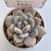 【現物商品】エレイン  大きめ 花芽