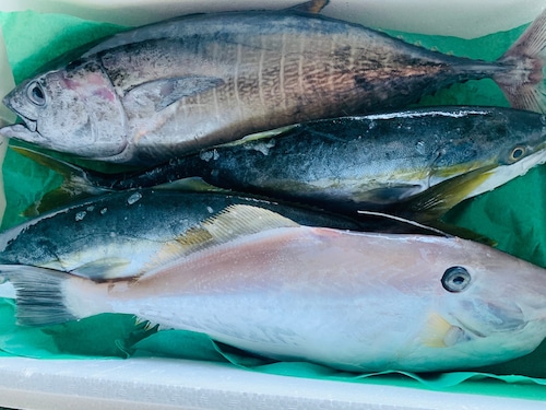 季節のとれたて鮮魚お任せセット3000円