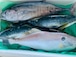 季節のとれたて鮮魚お任せセット3000円