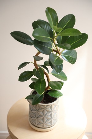 【M】フランスゴムの木/Ficus rubiginosa