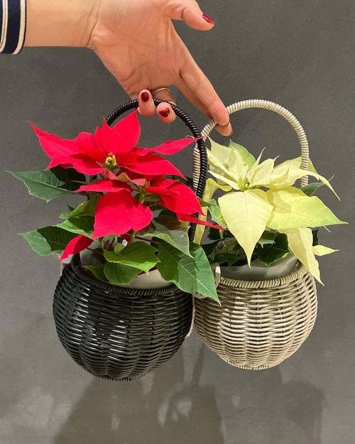 バスケット入りミニポインセチア
