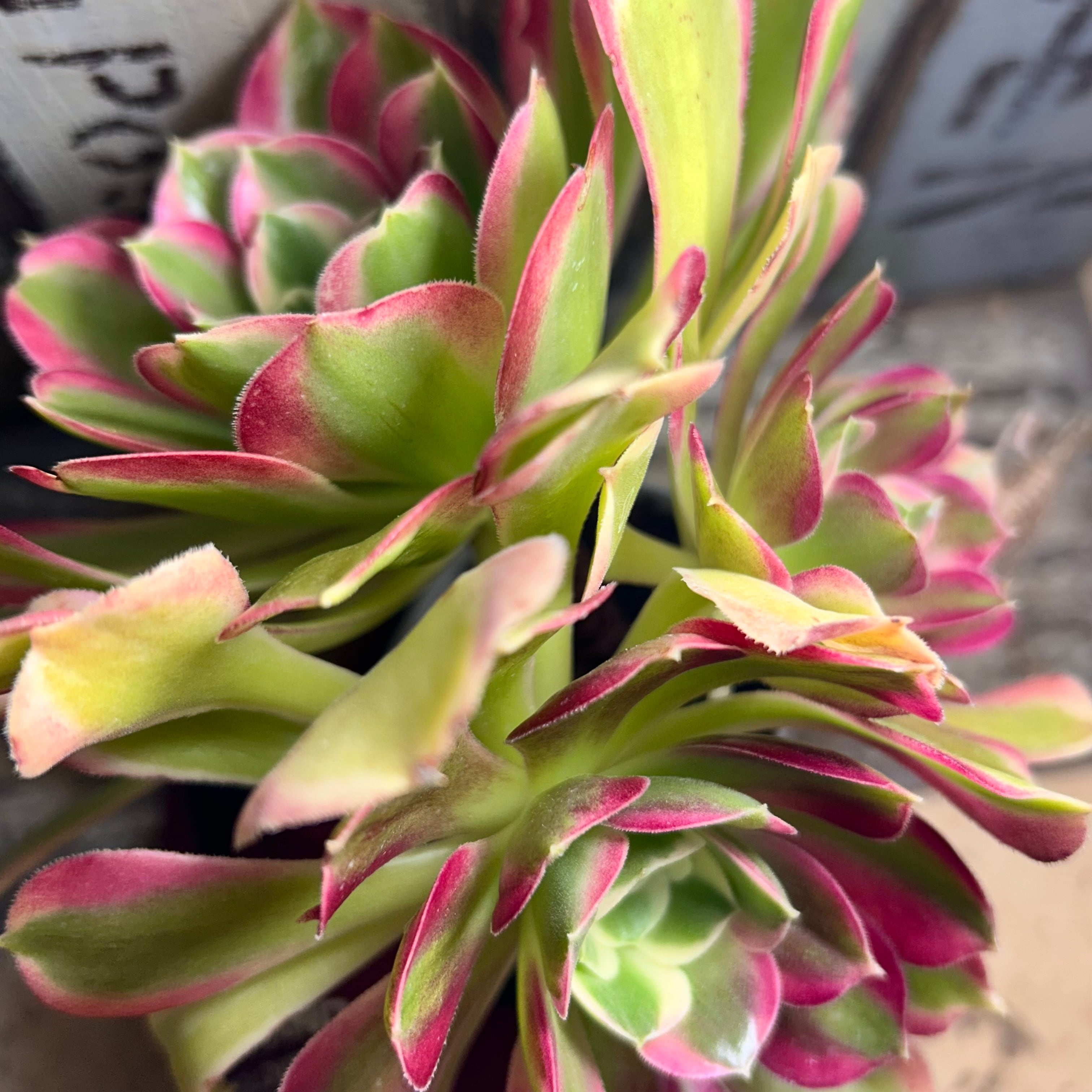 白鳳錦(アエオニウム) | RuPo 多肉植物専門店