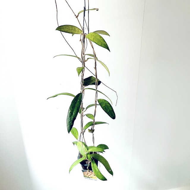 Hoya finlaysonii（ホヤ・フィンレイソニー）観葉植物 calm cafe