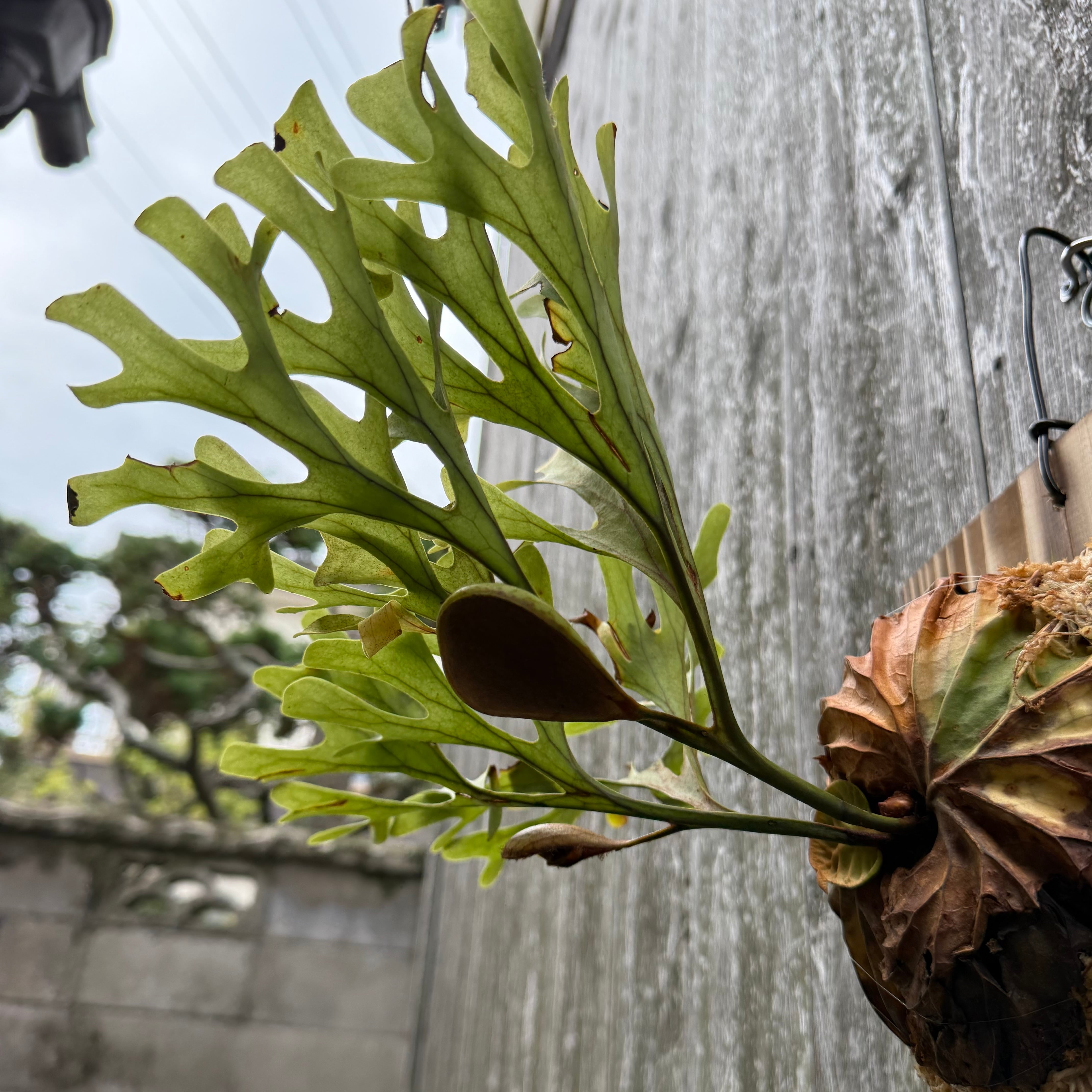 P.ridleyi wild | naturefix