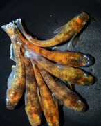 【現物】亜種レッド　3ペア+1  A