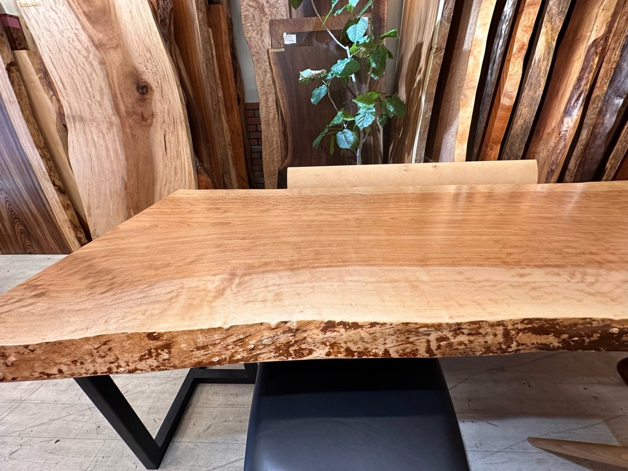 【20%お値下げ】真樺　無垢材一枚板テーブル（幅約192.5cm） ダイニングテーブルxチェア・ベンチxウォールナットxマカバ【山口県