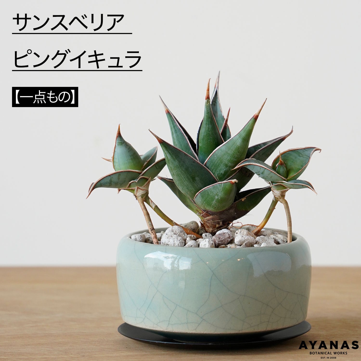 サンセベリア ピングイキュラ | AYANAS（アヤナス）｜観葉植物の