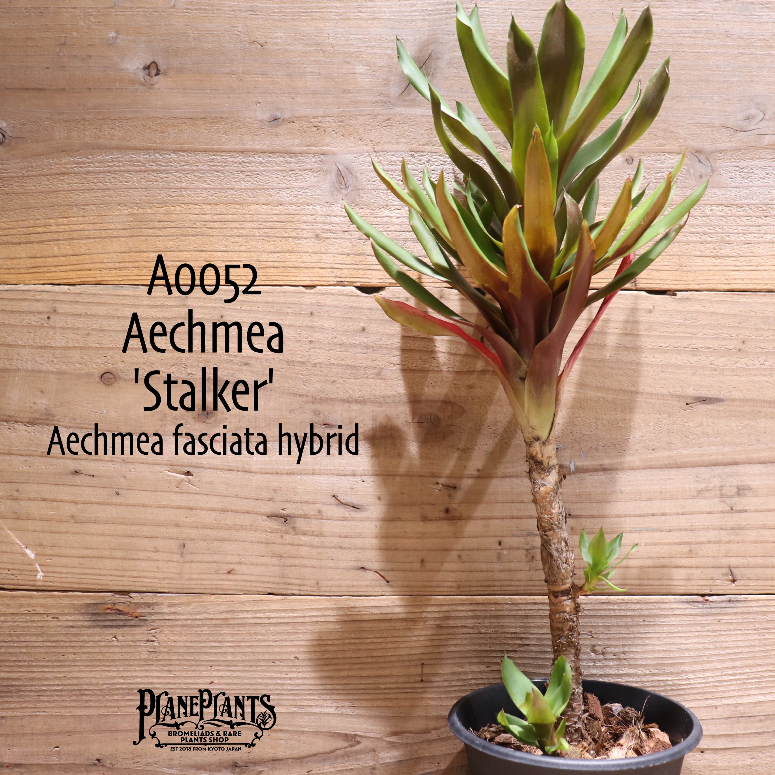 エクメア・ストーカー・ラージフォーム 送料無料】Aechmea 'Stalker'〔エクメア〕現品発送A0052 | plane plants