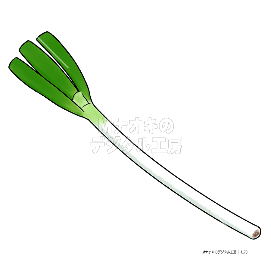 長ネギ　Japanese leek