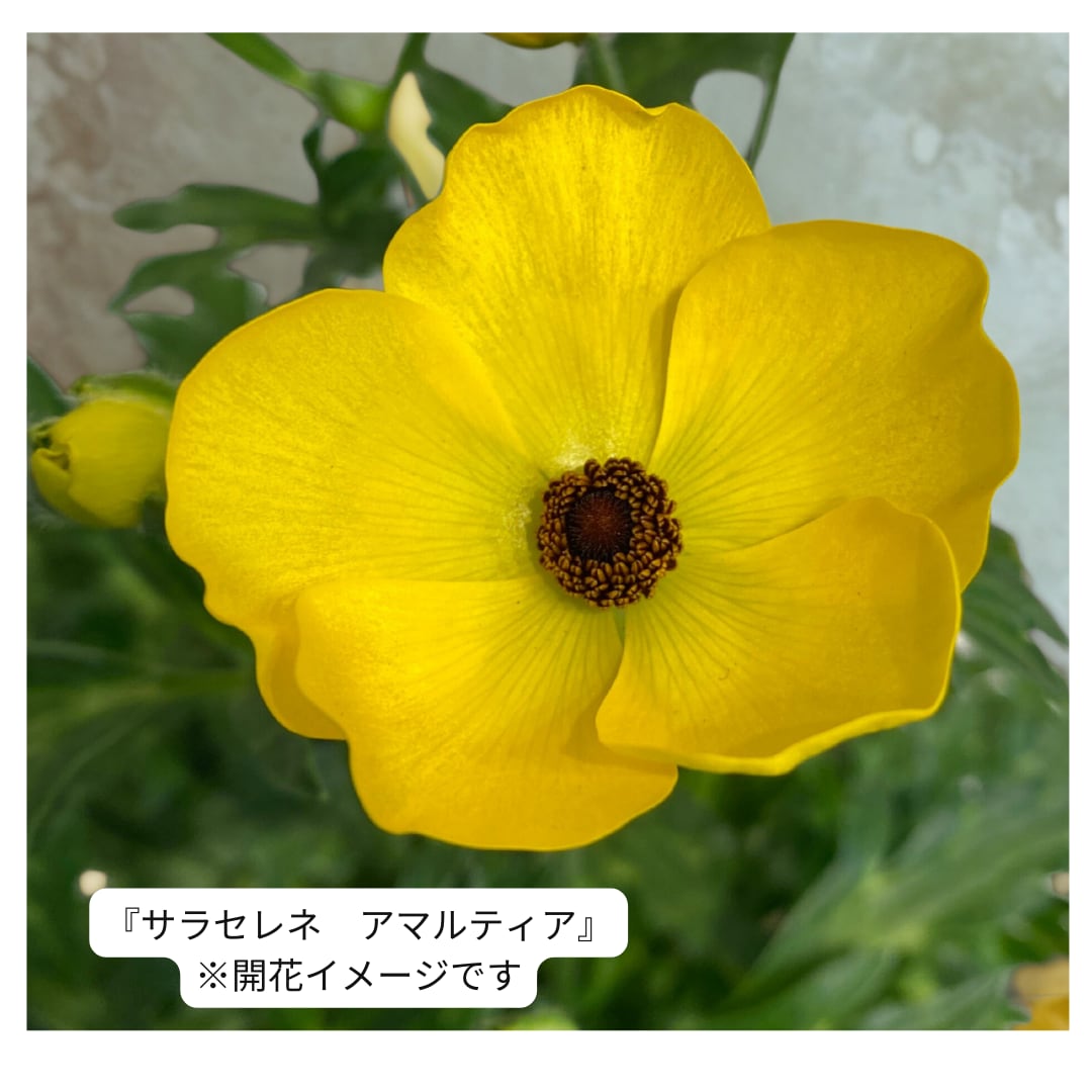ラナンキュラス・ランドセルシリーズ『サラセレネ・アマルティア』(3.5号)新井園芸 希少 人気 花苗 寄せ植え