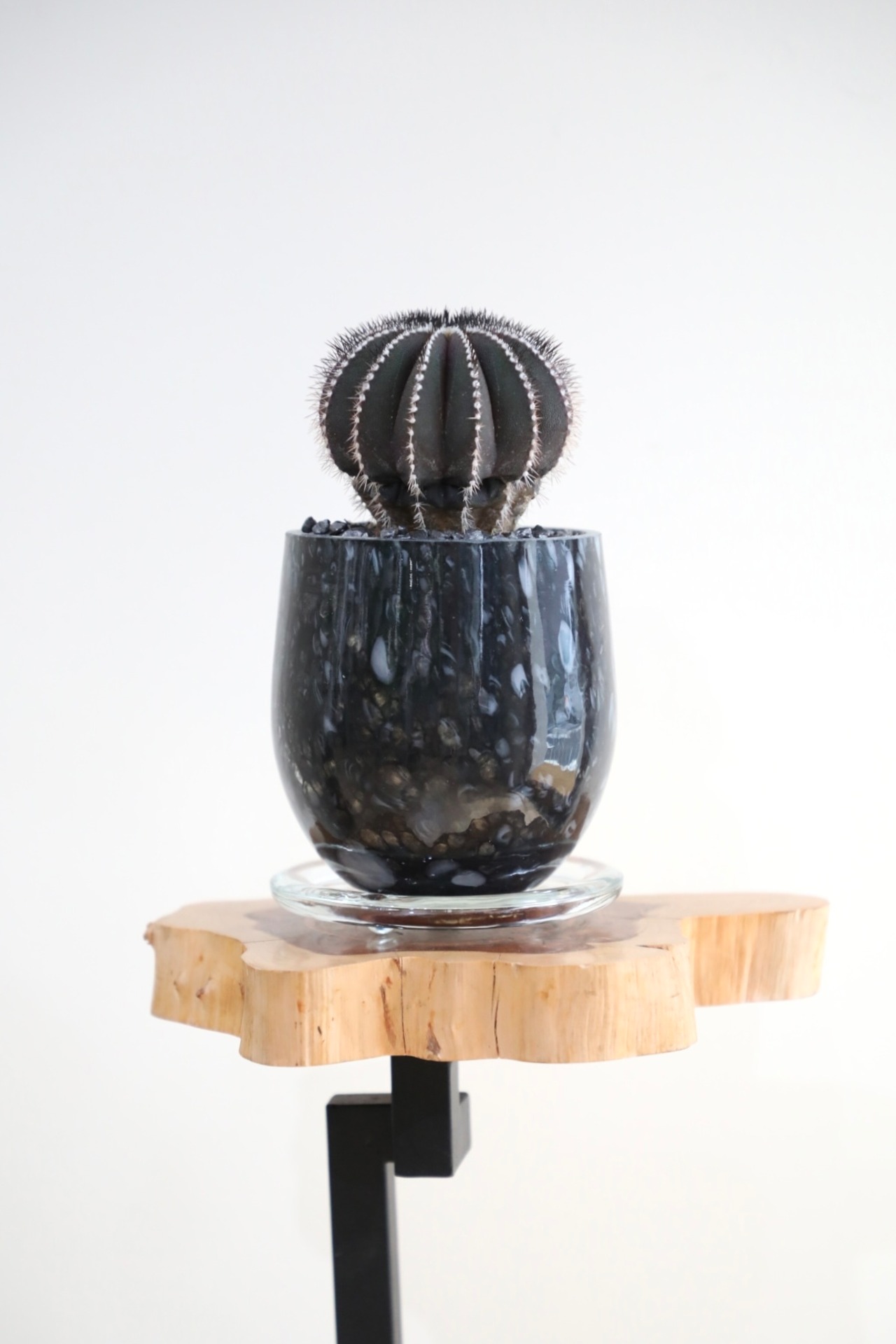 【S】ユーベルマニア・ペクチニフェラ/Uebelmannia pectinifera ※ガラス鉢付き