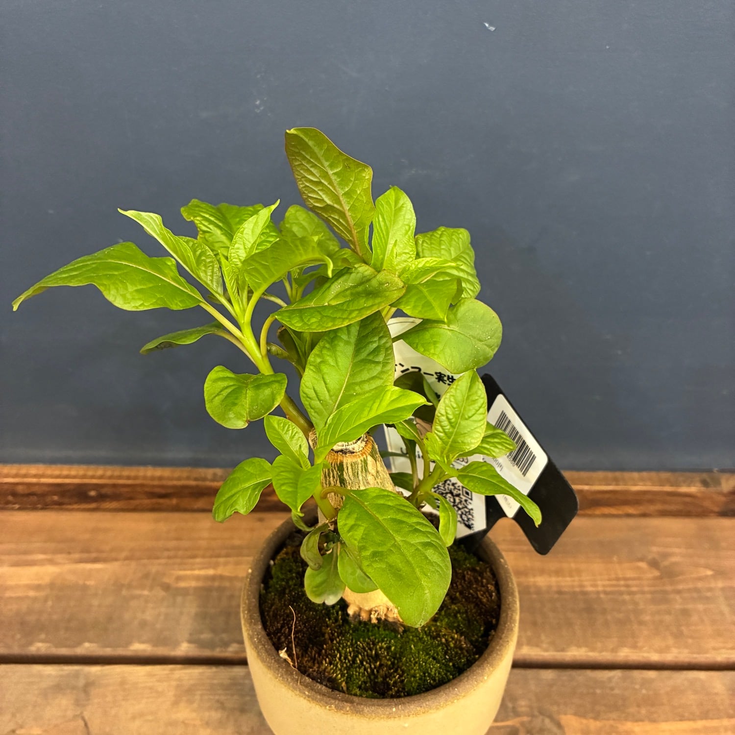 塊根植物 | PROTOLEAF プロトリーフ