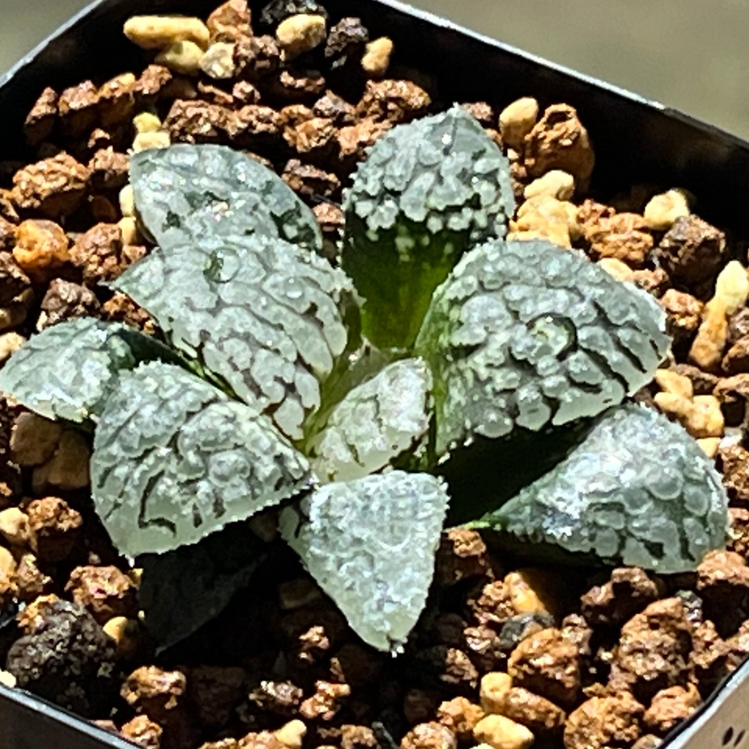 ハオルチア 天空の鏡錦③ | mocono_plants