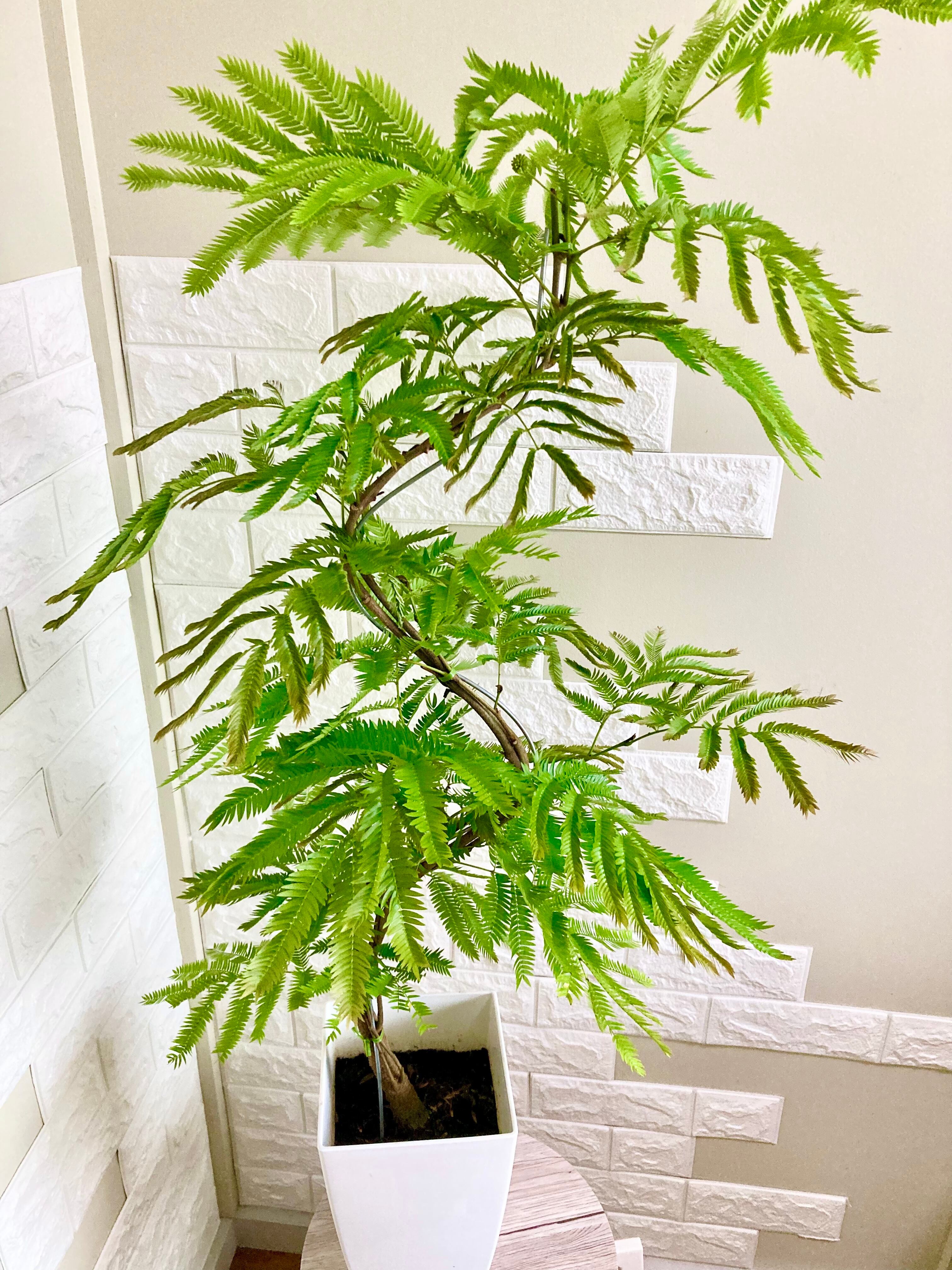 リバーシブルタイプ エバーフレッシュ曲がり⭐️蕾付き - 植物/観葉植物