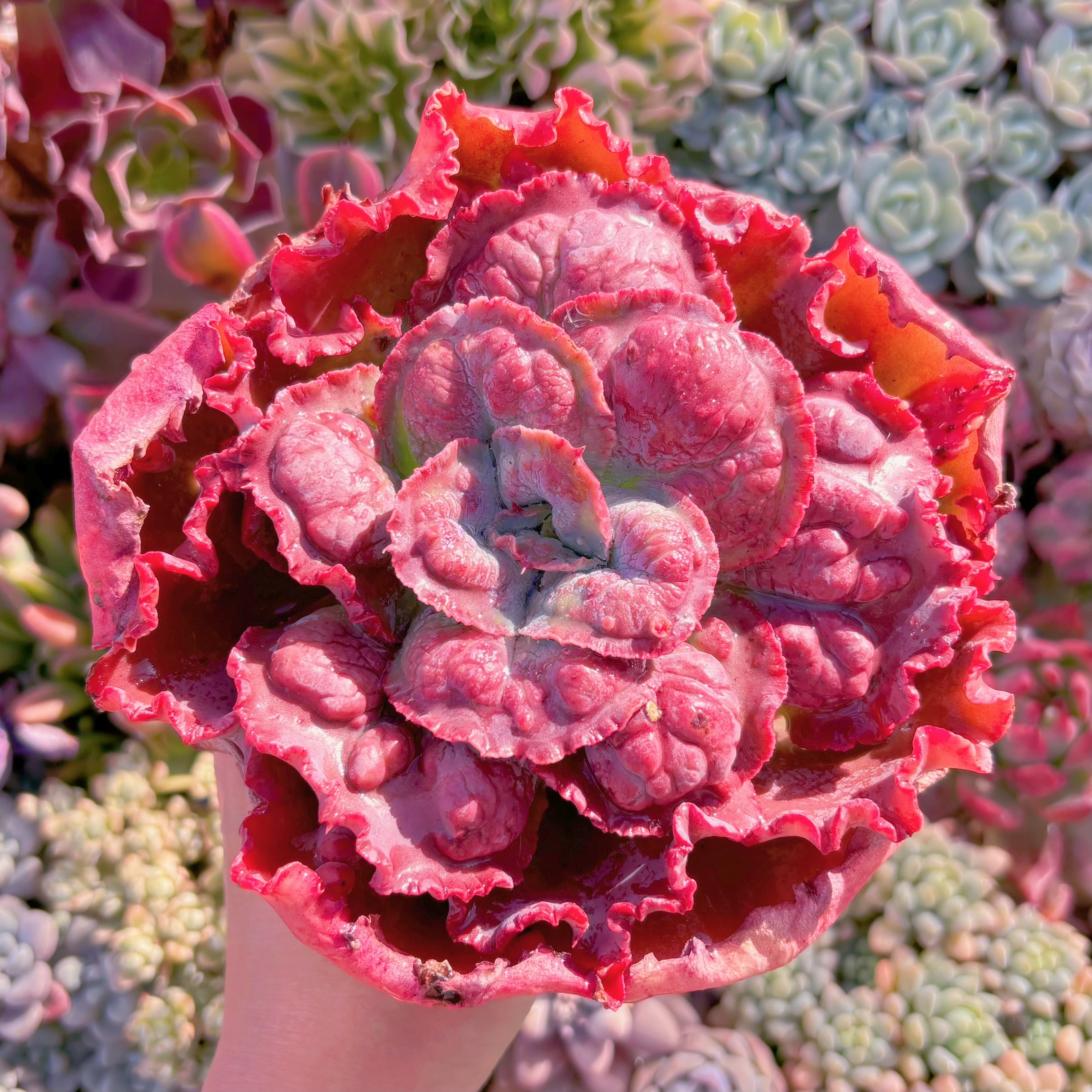 現品　cancan　x　Baron Bold#405　大苗　るる農園