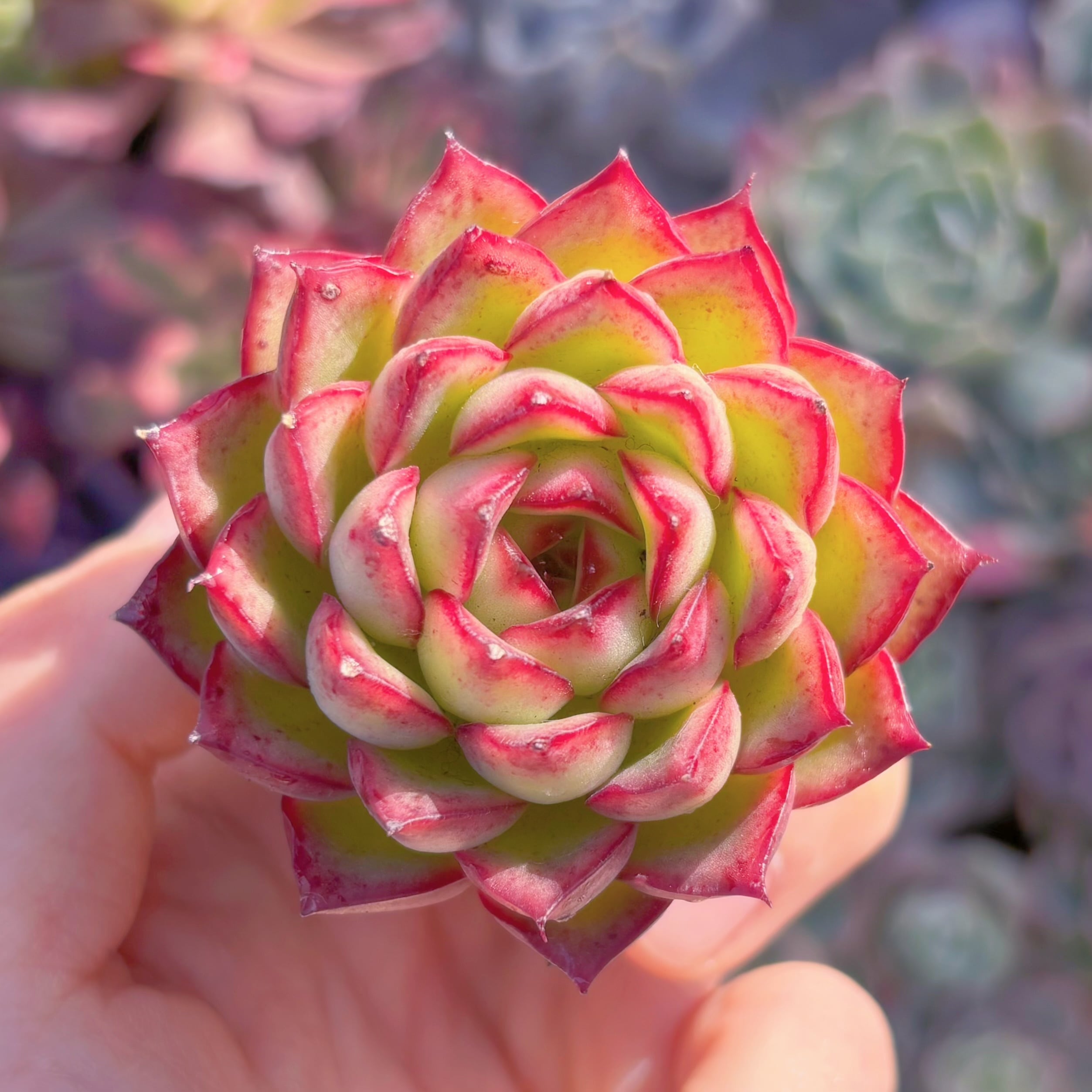 多肉植物　ホタル　新入荷　るる農園