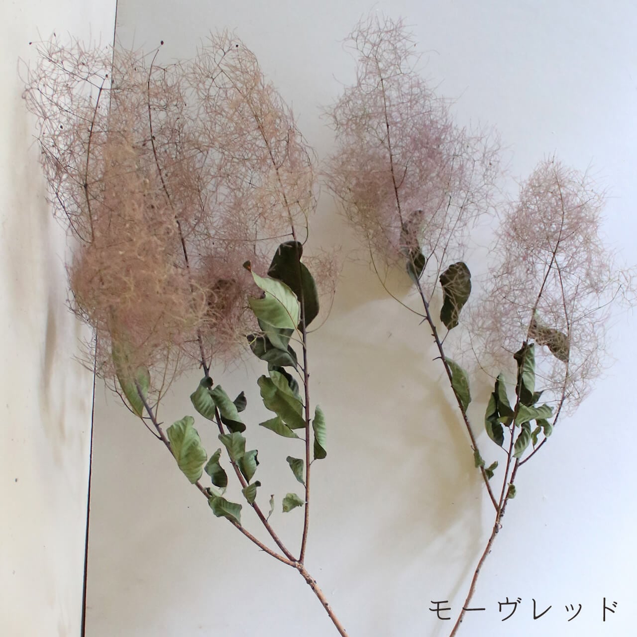 【限定】ロング 秋咲スモークツリー 4枝 ドライフラワー