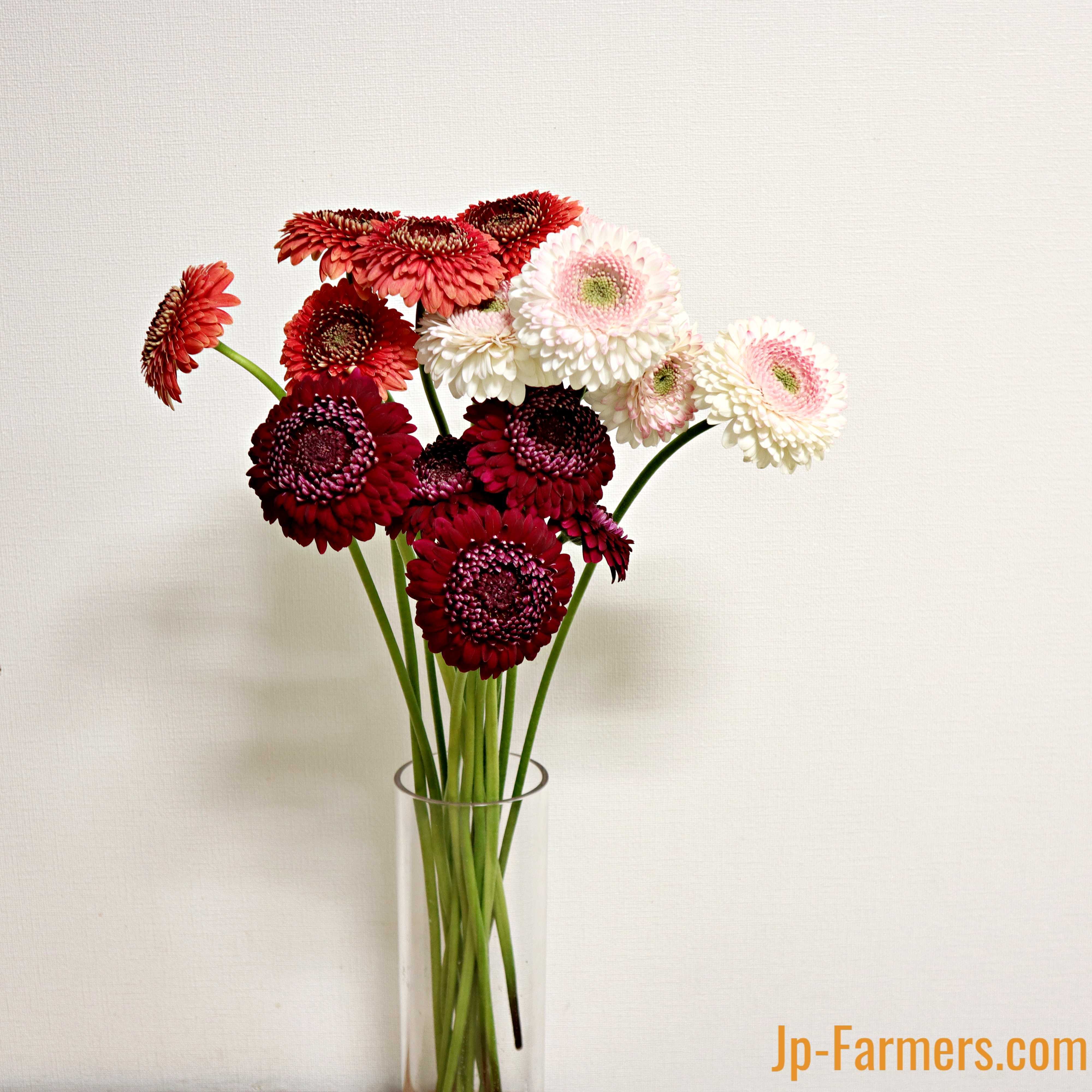 小滝さんの大輪ガーベラ ポンポン咲きアソート 15本 | 新鮮お花問屋 Jp