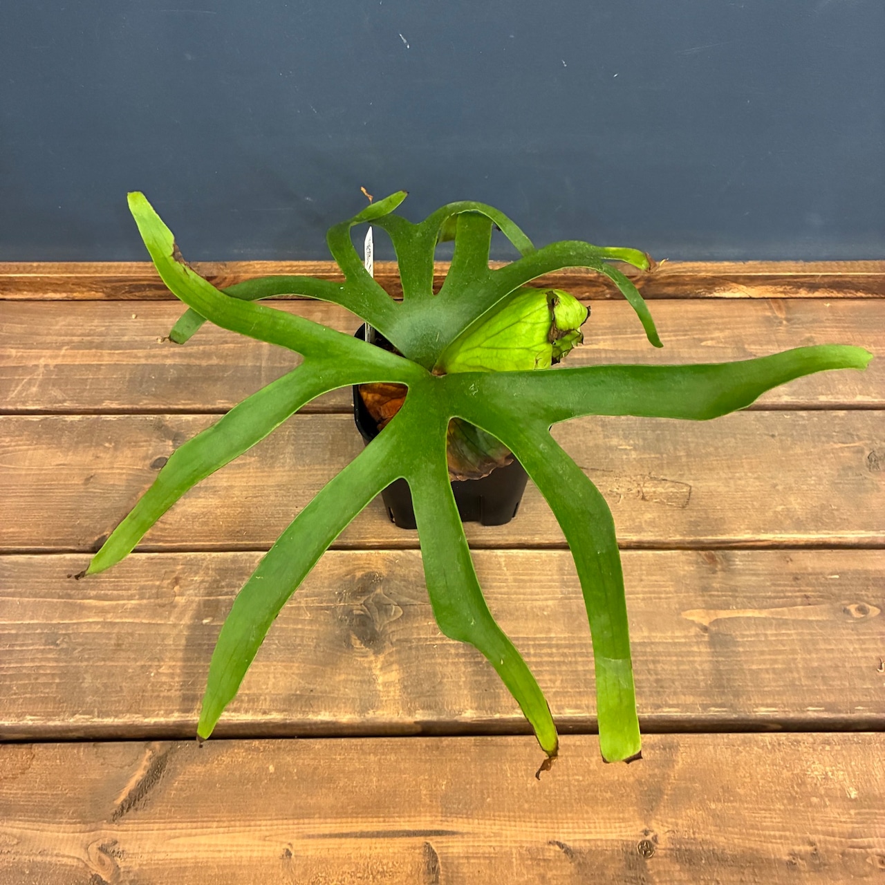 【UJビカクフェア】【〜4/16 10%OFF】 ビカクシダ P. coronarium cv 'QQ' (TC)【865】