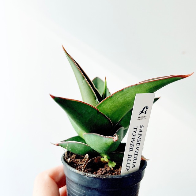 《希少》サンスベリア ブルータワー 観葉植物 calm cafe