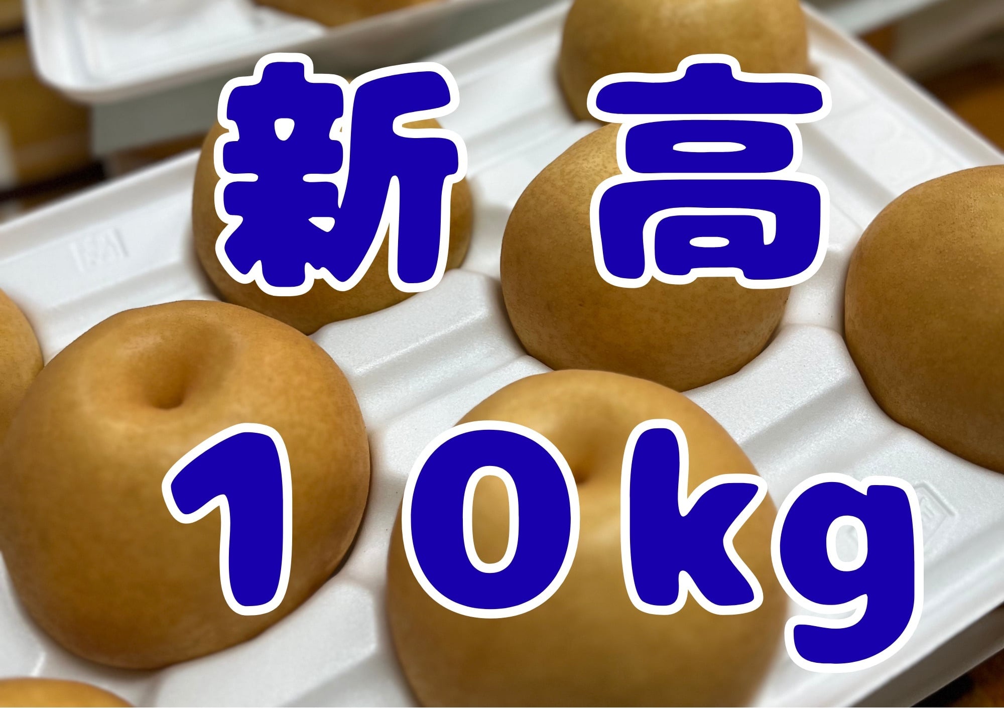 ご家庭用】シャリっと水分たっぷり！新高(にいたか)梨 約10kg(14～24玉