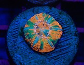 Scolymia Baby "Unique"