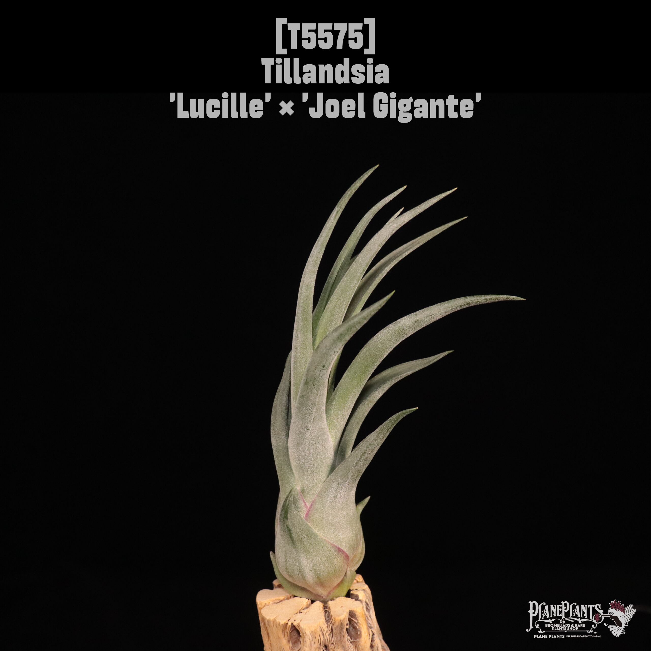 送料無料】'Lucille' × 'Joel Gigante'〔エアプランツ〕現品発送T5575