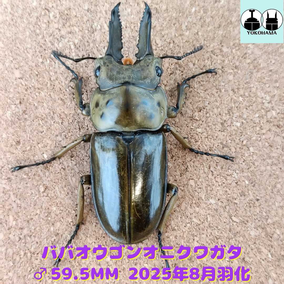 ババオウゴンオニクワガタ ♂56.2mm成虫ペア \u2013 昆虫ショップNexus 
