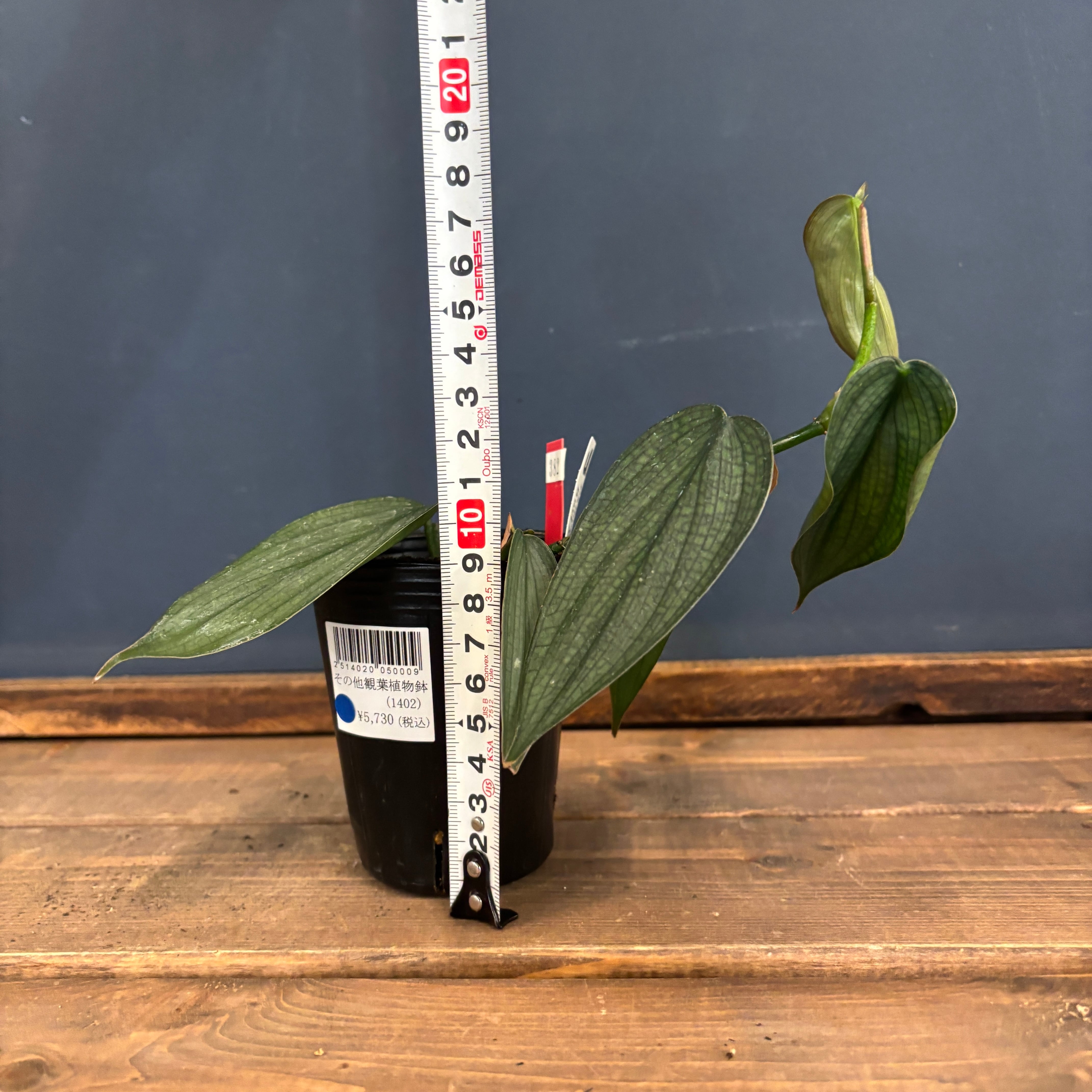 S1フィロデンドロン バールマルクス バリエゲッド Philodendron burle