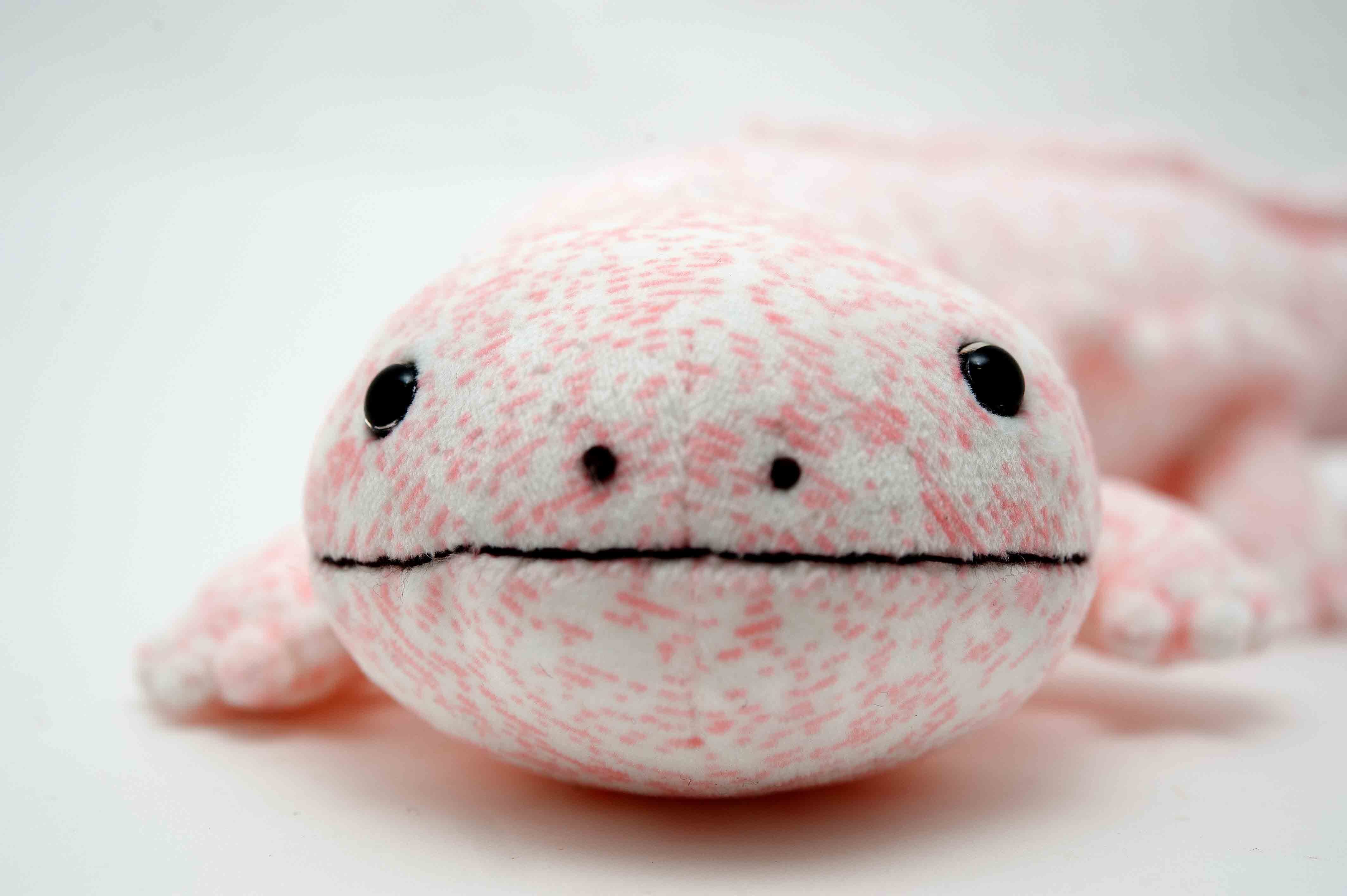 オオサンショウウオ ピンク | 日本両棲類研究所