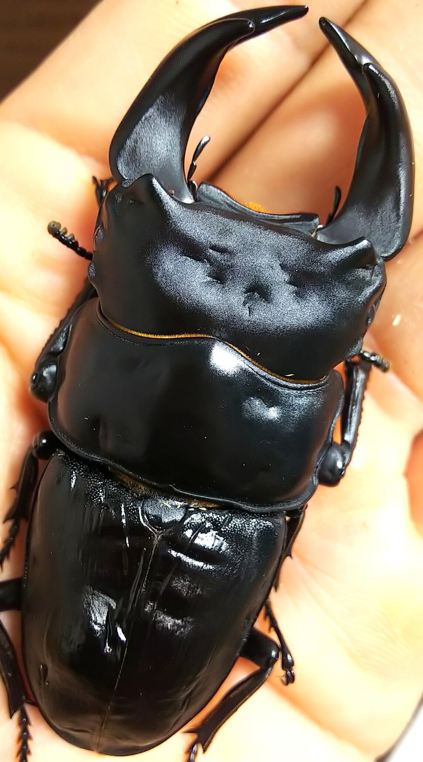 極太阿古谷ペア　75ミリ　顎幅7.1ミリ 極太阿古谷ペア 75ミリ 顎幅7.1ミリ