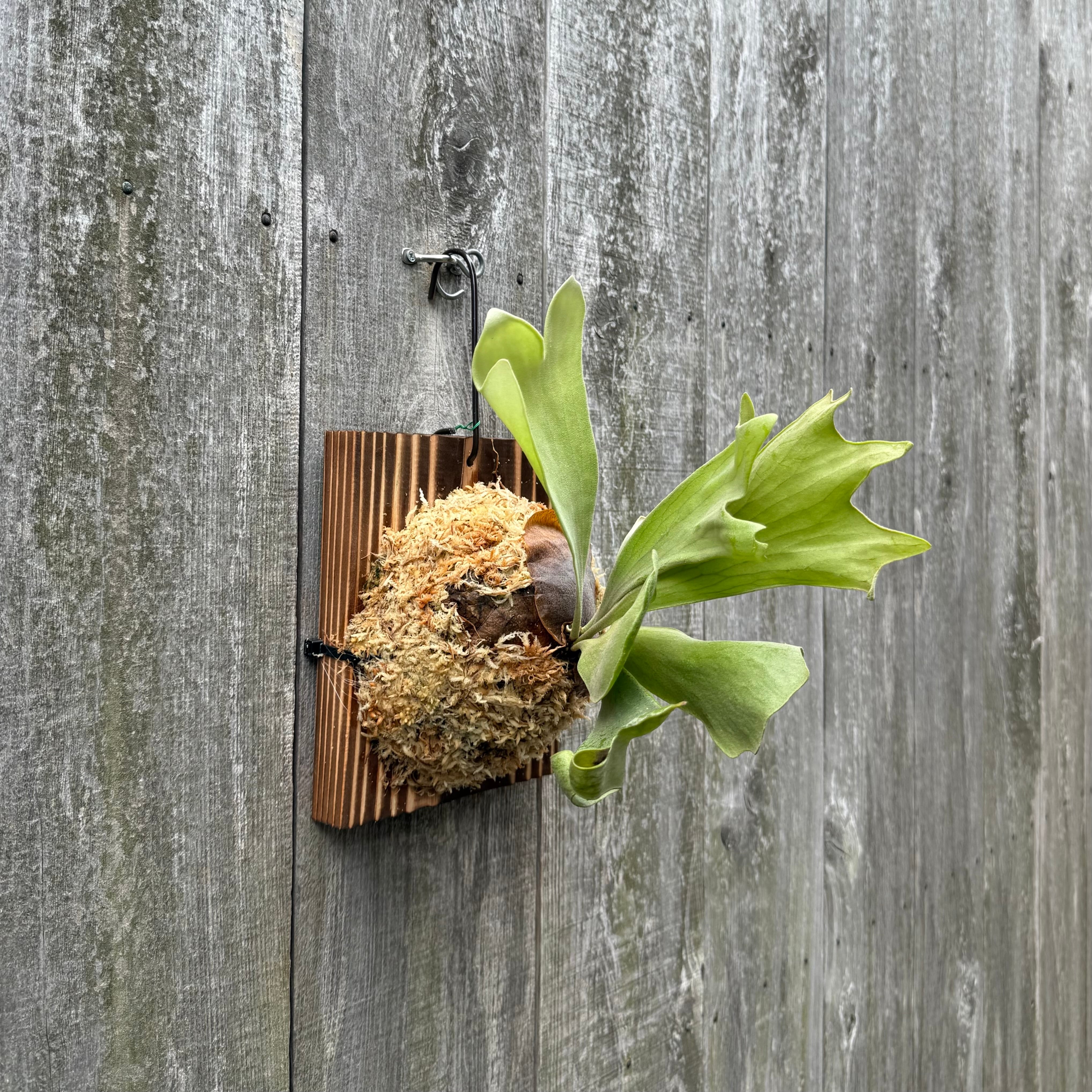 ビカクシダ Smarf x Moonlight x Nangnual spore pup P. FSQ spore (pup) 成長記録 2024.5.6｜🍀GreenSnap（グリーンスナップ）