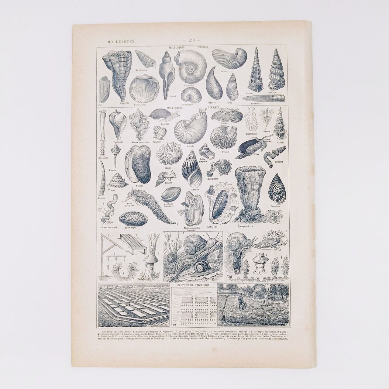 Robert Thomas 海洋風景 印刷作品 Robert Thomas 海洋風景 絵画