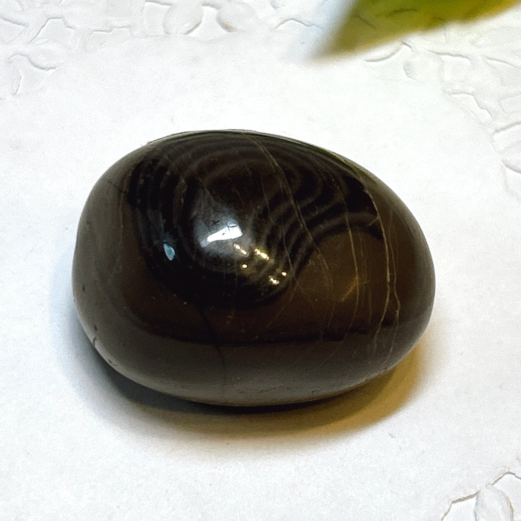 E25834】三葉虫 古生代デボン紀 化石 モロッコ 化石標本 | クリスタル