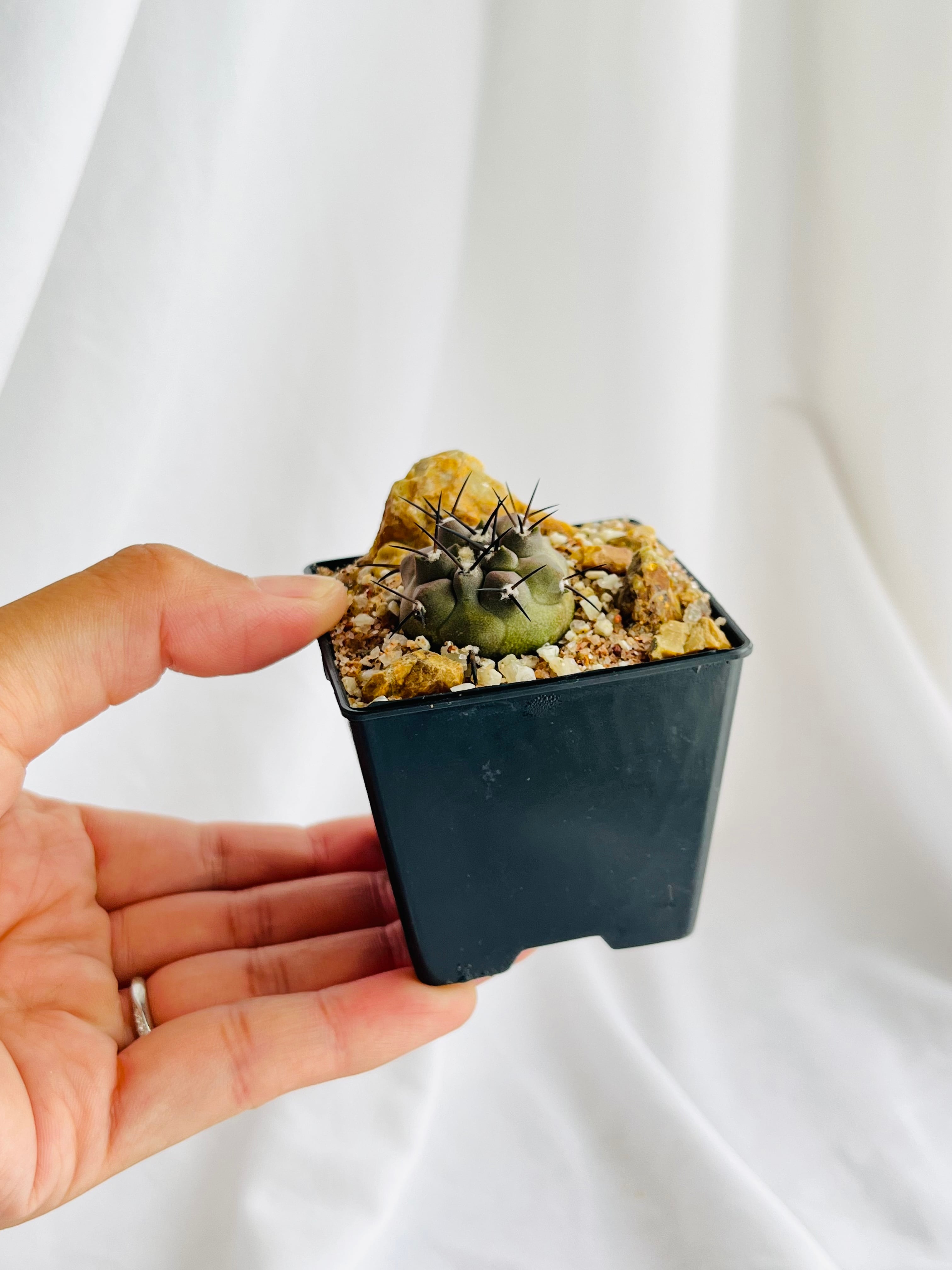 Copiapoa cinerea コピアポア シネレア 黒王丸 サボテン | plants MARU