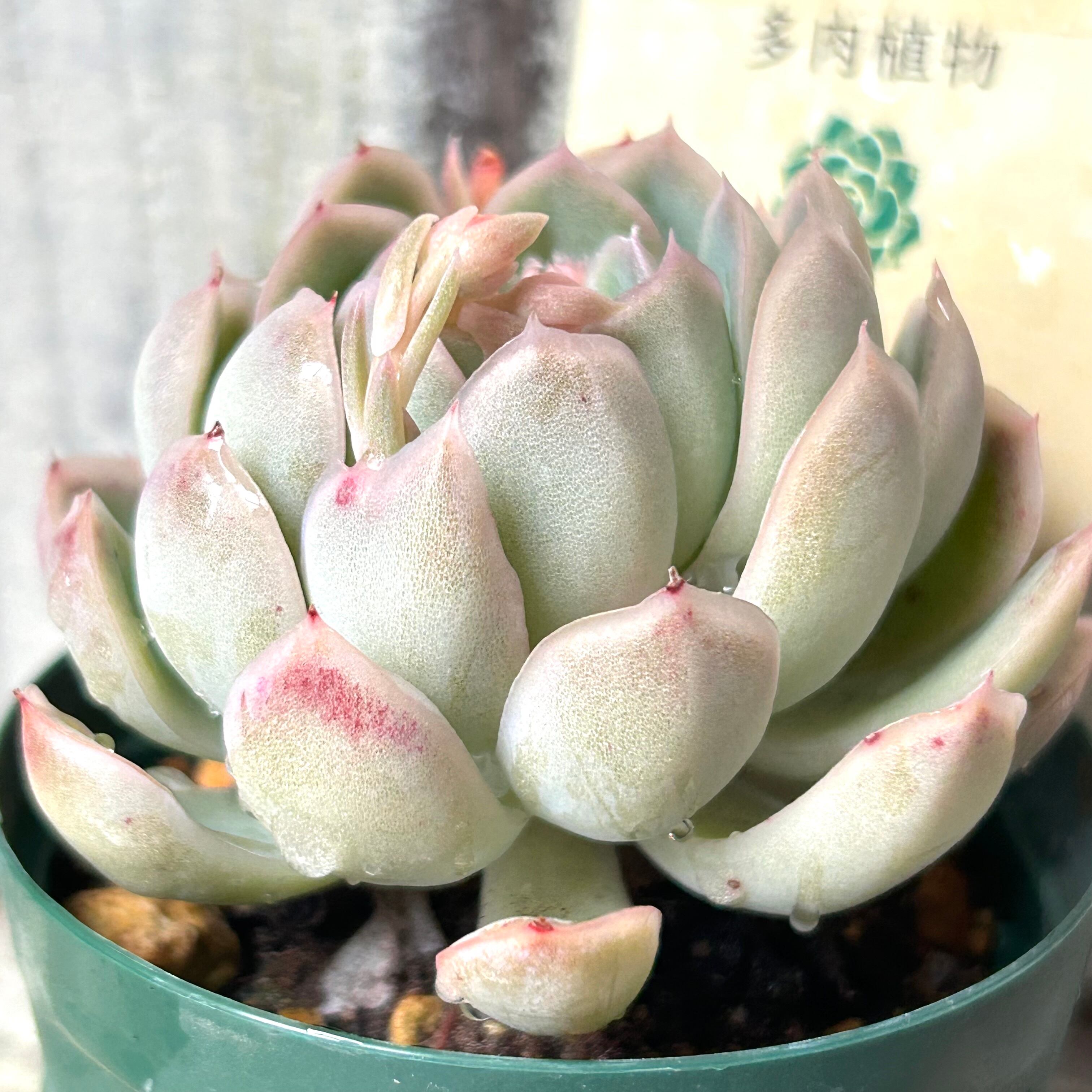 花うらら | RuPo 多肉植物専門店
