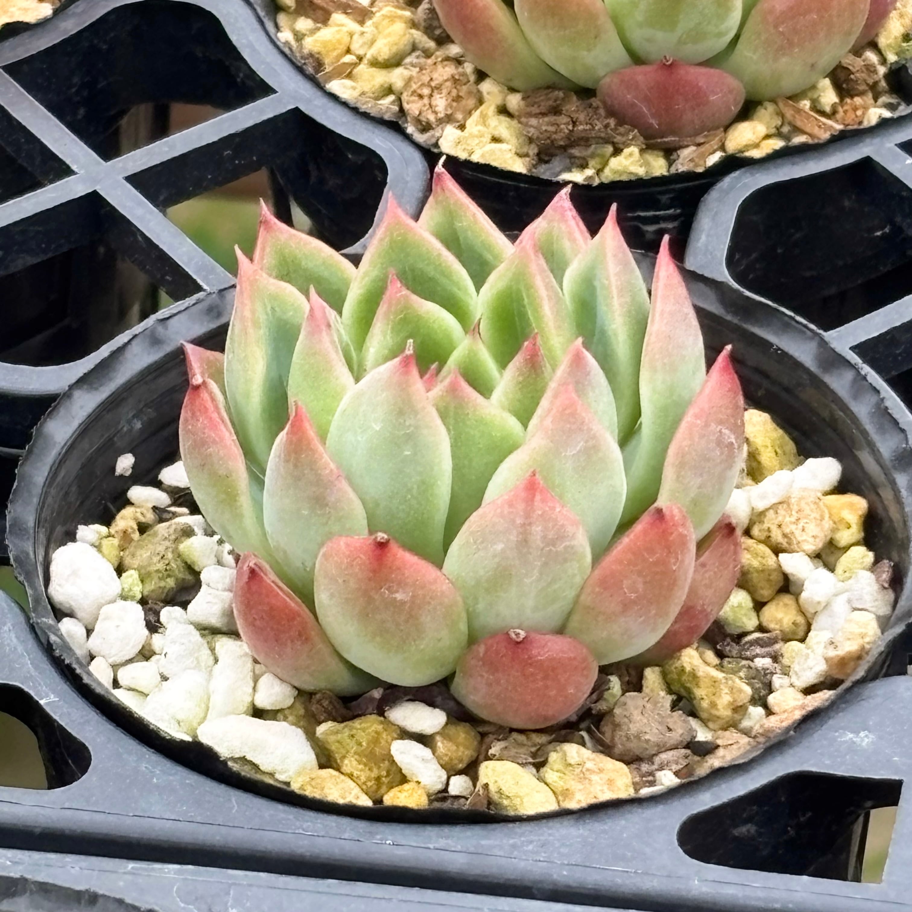 多肉植物 アエオニウム 孔雀白錦 レア #sb 5 | PAY ID