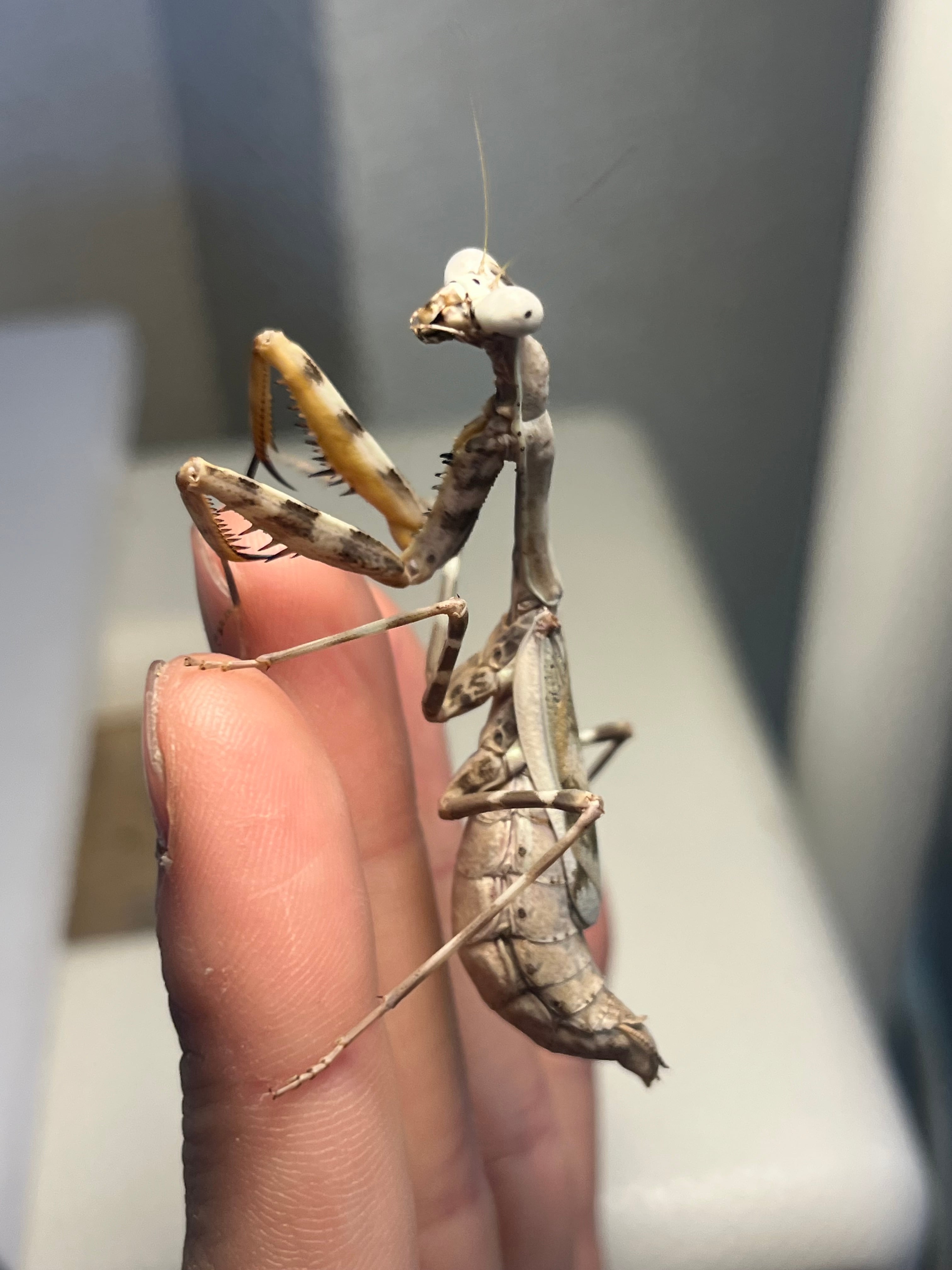 洋書　MANTODEA カマキリ ♀成体】シリアゲカマキリマンティスムカデセンチピードサソリモドキ