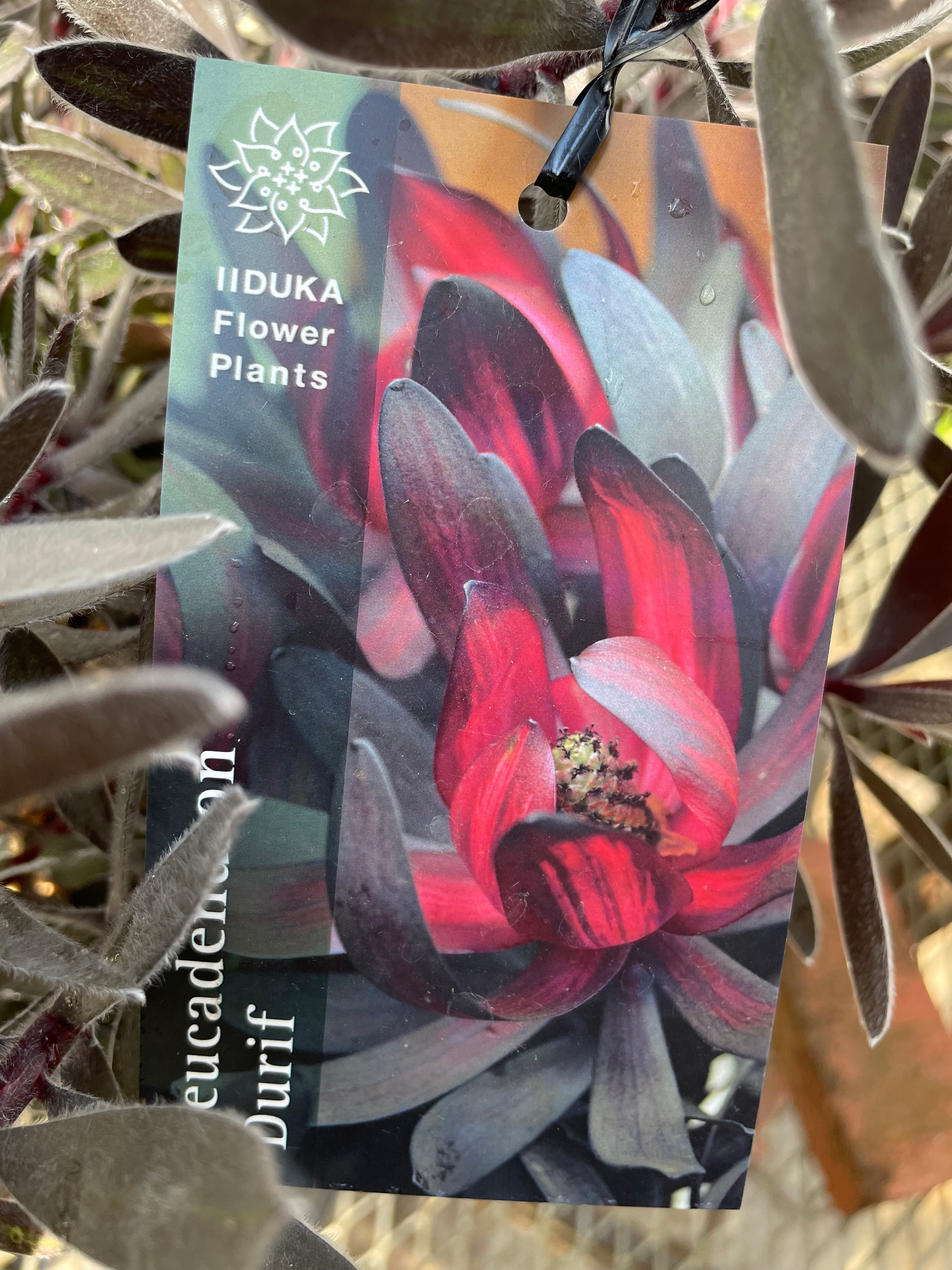 リューカデンドロンデュリフレア赤黒希少