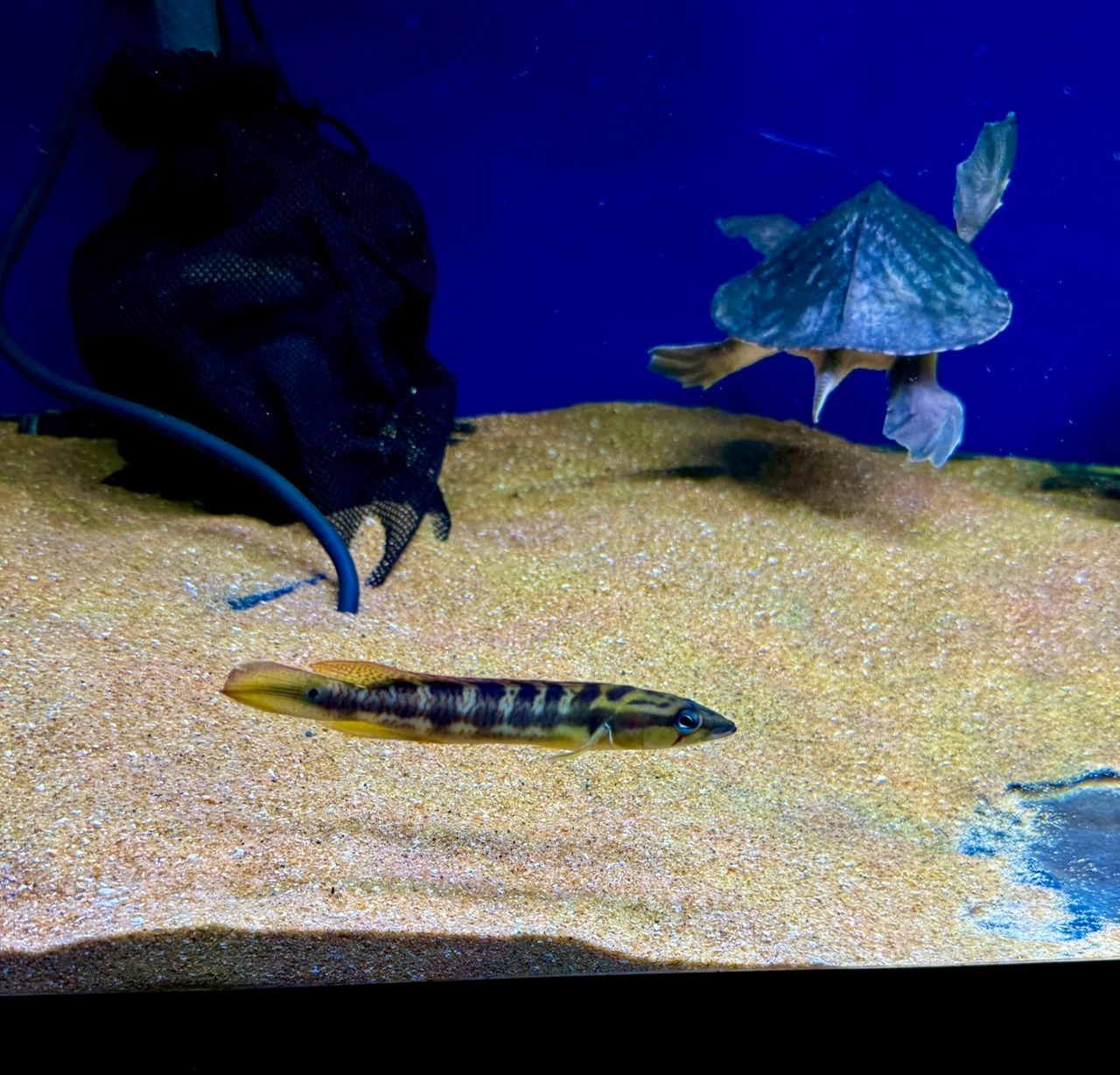 クレニキクラ　チチャ - 2