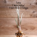 【送料無料】'Mali Dofitas' (T. caput-medusae x T. bulbosa)〔エアプランツ〕現品発送T2655