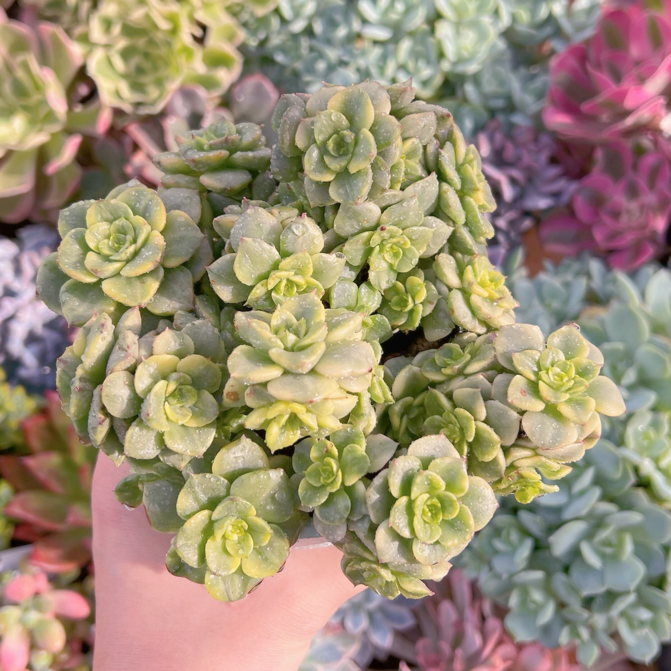 現物　ヌダ錦#664  るる農園