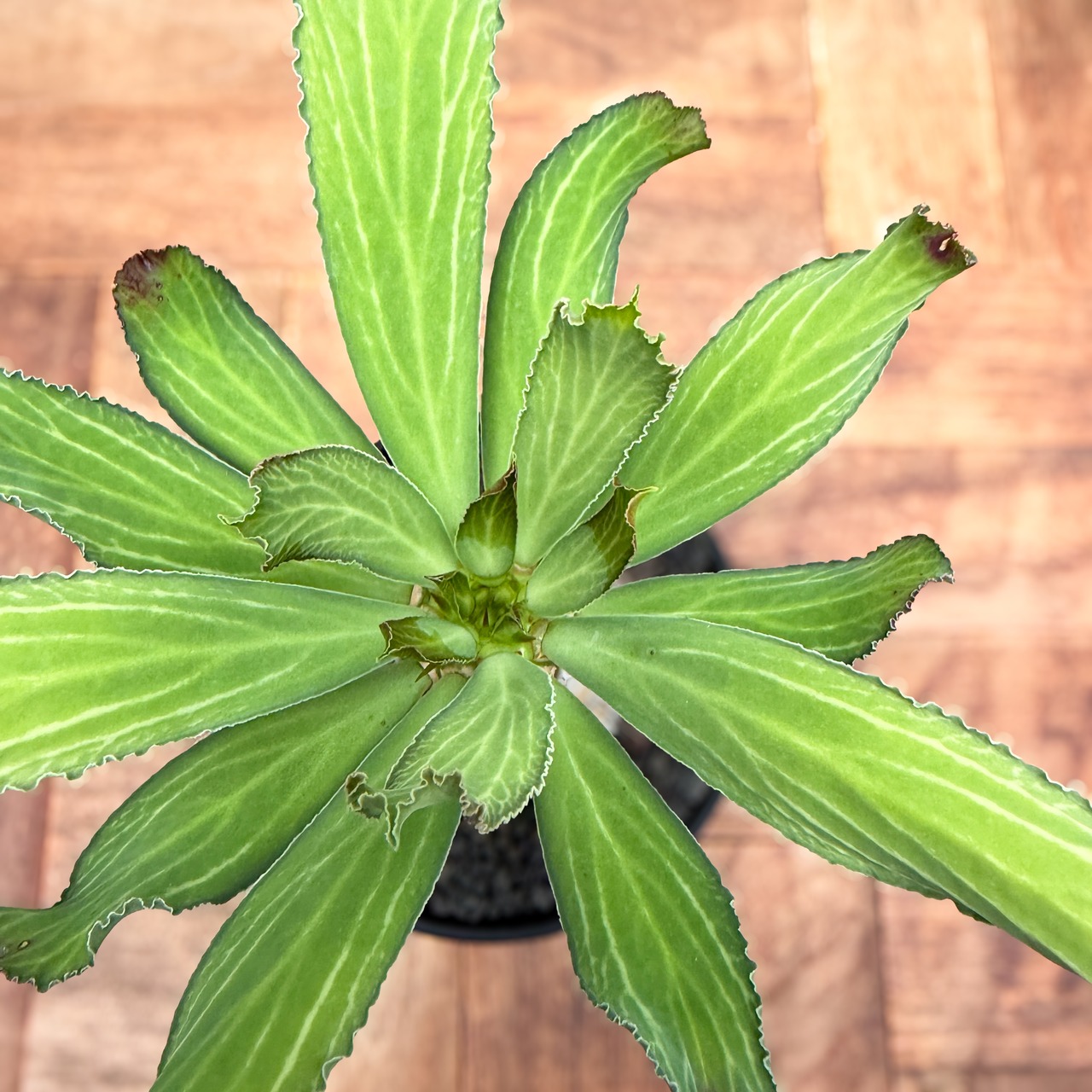 Euphorbia venenifica【ユーフォルビア・ベネニフィカ】