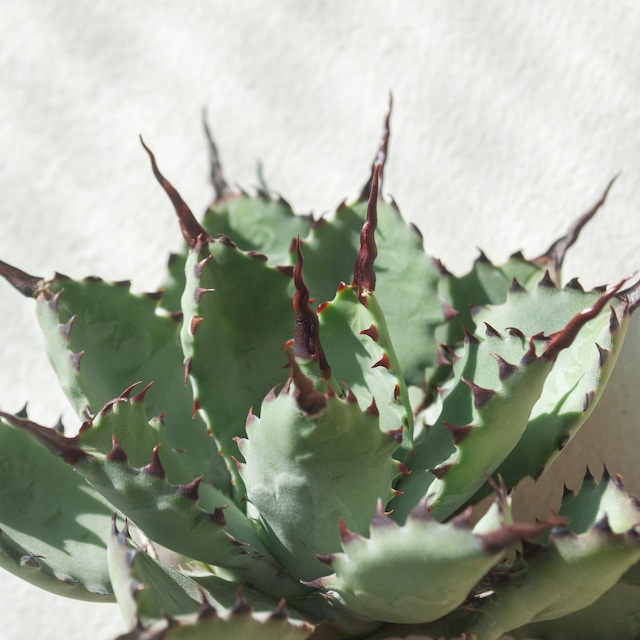 【訳アリ】アガベ 曲刺八荒雷神