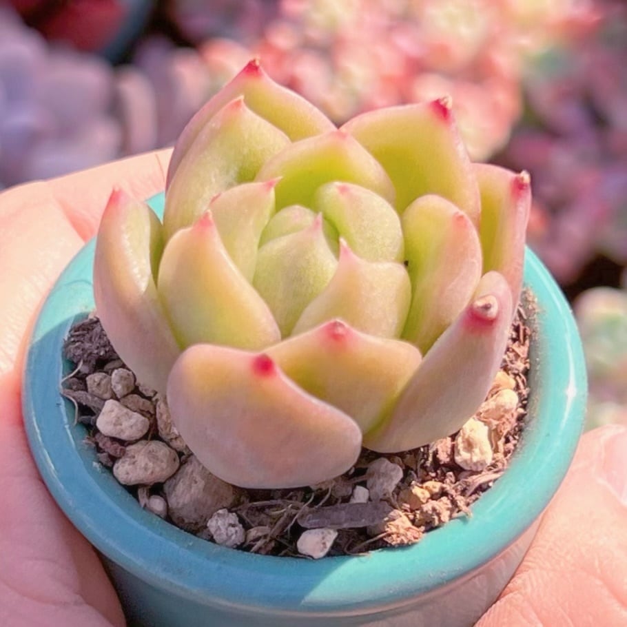 多肉植物　新品種　氷城　新入荷　るる農園