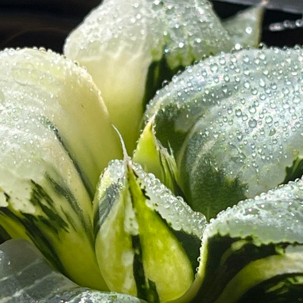 ハオルチア B型コンプトミュータント錦① | mocono_plants