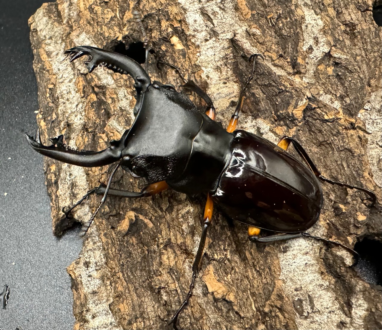 【WD】《インペリアリスツヤ亜種komorii 67mm ペア》