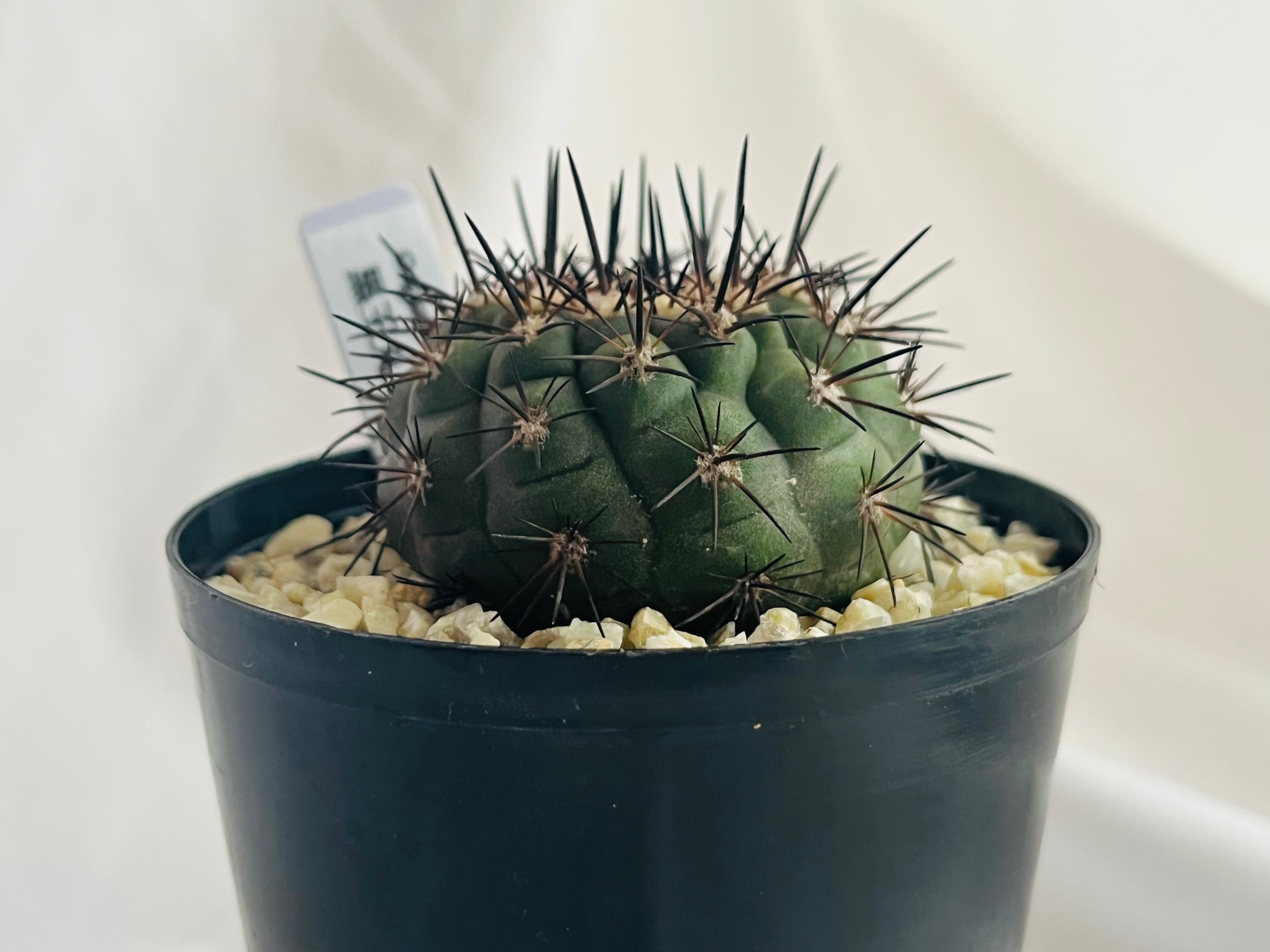 コピアポア黒王丸  Copiapoa cinerea